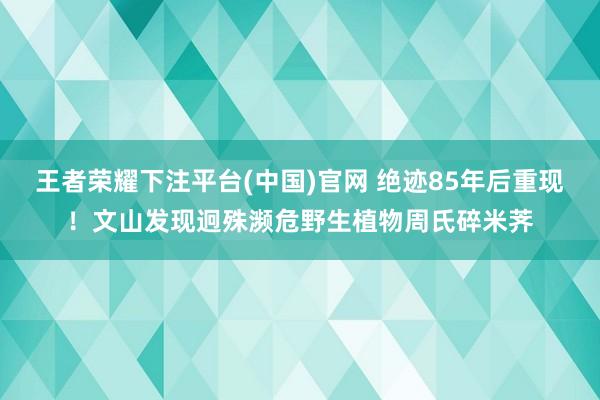王者荣耀下注平台(中国)官网 绝迹85年后重现！文山发现迥殊濒危野生植物周氏碎米荠