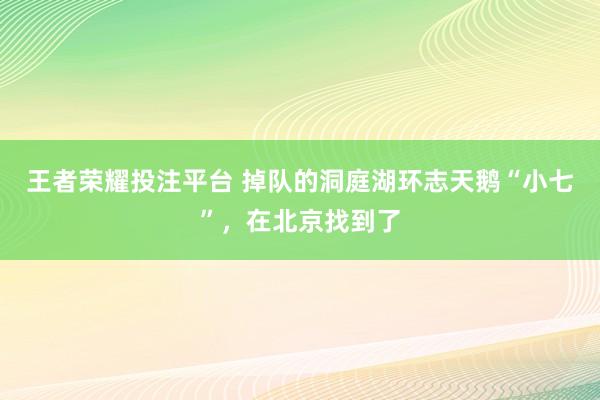 王者荣耀投注平台 掉队的洞庭湖环志天鹅“小七”，在北京找到了