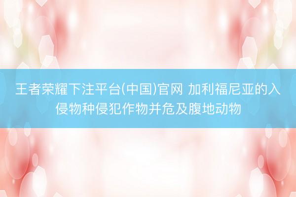 王者荣耀下注平台(中国)官网 加利福尼亚的入侵物种侵犯作物并危及腹地动物
